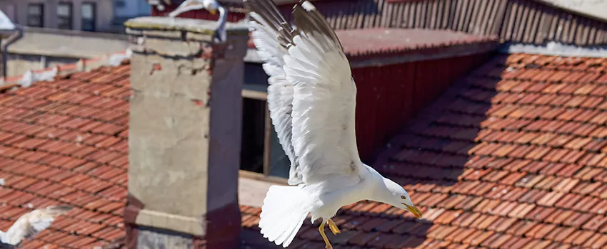 Residential Chimney Animal Removal Solution in Lake in the Hills, IL